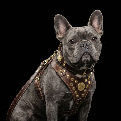 The ''Maximus'' harness Brown & Gold Small to Medium Size